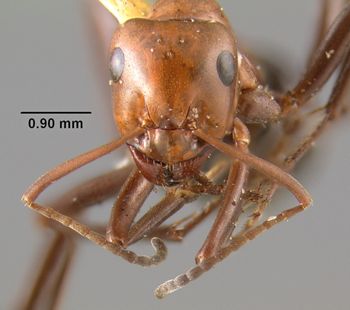 Media type: image;   Entomology 28996 Aspect: head frontal view